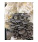 Thanvi Shroomness Grey Oyster Mushroom liquid Spawn (250ml)